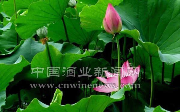 点击放大