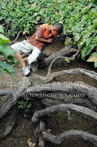 点击放大