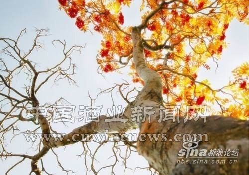 点击放大