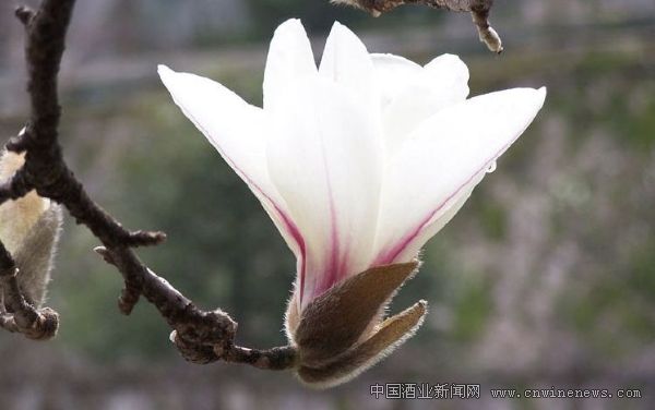 点击放大