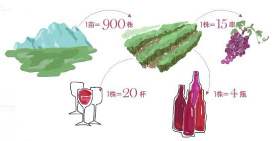 以上数据由Napa Valley Vinters提供，以最低的种植密度和最低产量为前提。
