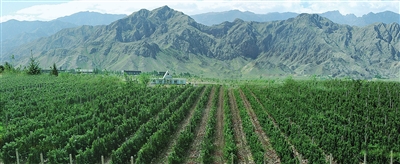 本报记者叶於亭贺兰山东麓被业界誉为葡萄种植的黄金地带。