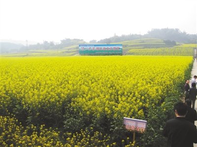 白酒“控量保价”重出江湖