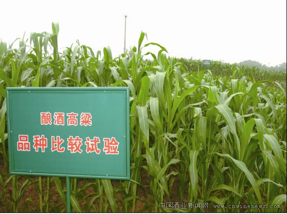 点击放大
