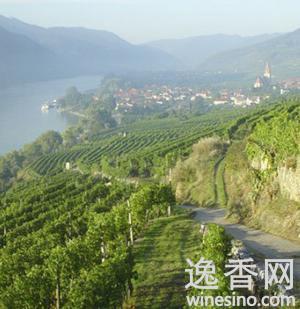 加州葡萄园