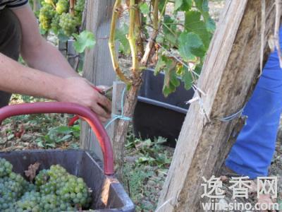波尔多白葡萄品种