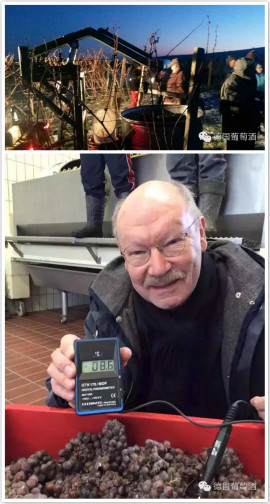 德国2015年份冰酒采收季正式开始