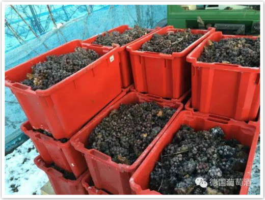 德国2015年份冰酒采收季正式开始