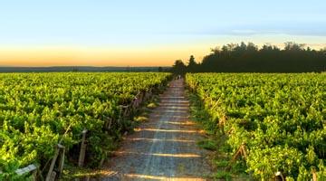 吐鲁番市葡萄产业办召开葡萄酒产业发展基金筹措座谈会
