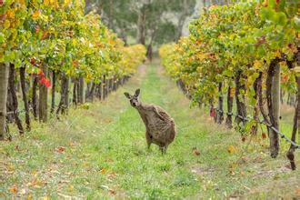 中澳自贸协定成效显著 澳葡萄酒出口中国大幅增长