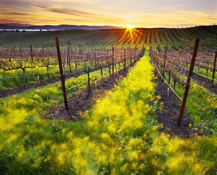 纳帕县2015年葡萄产量下跌约29%